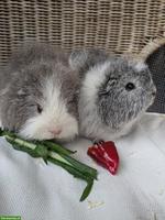 2 junge CH-Teddy Meerschweinchen-Damen abzugeben