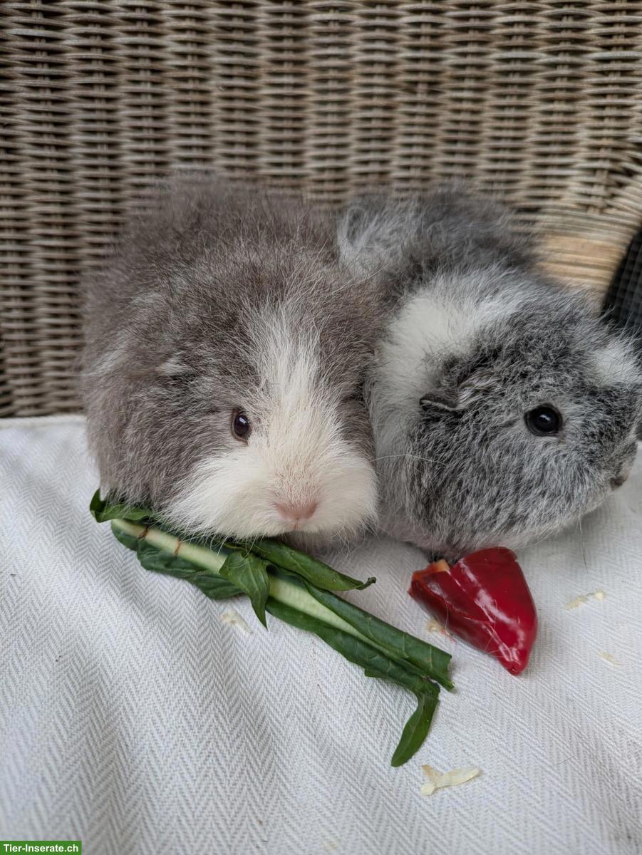Bild 2: 2 junge CH-Teddy Meerschweinchen-Damen abzugeben