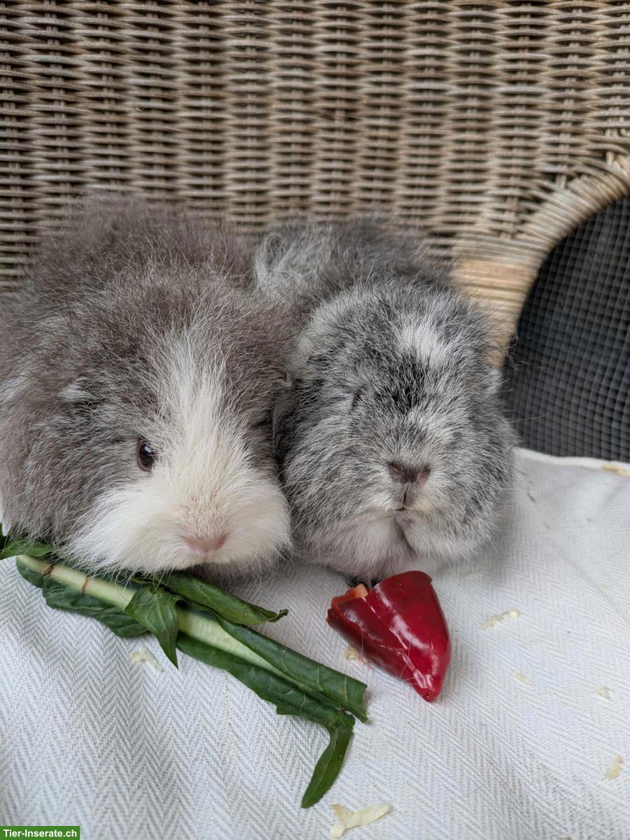 Bild 3: 2 junge CH-Teddy Meerschweinchen-Damen abzugeben