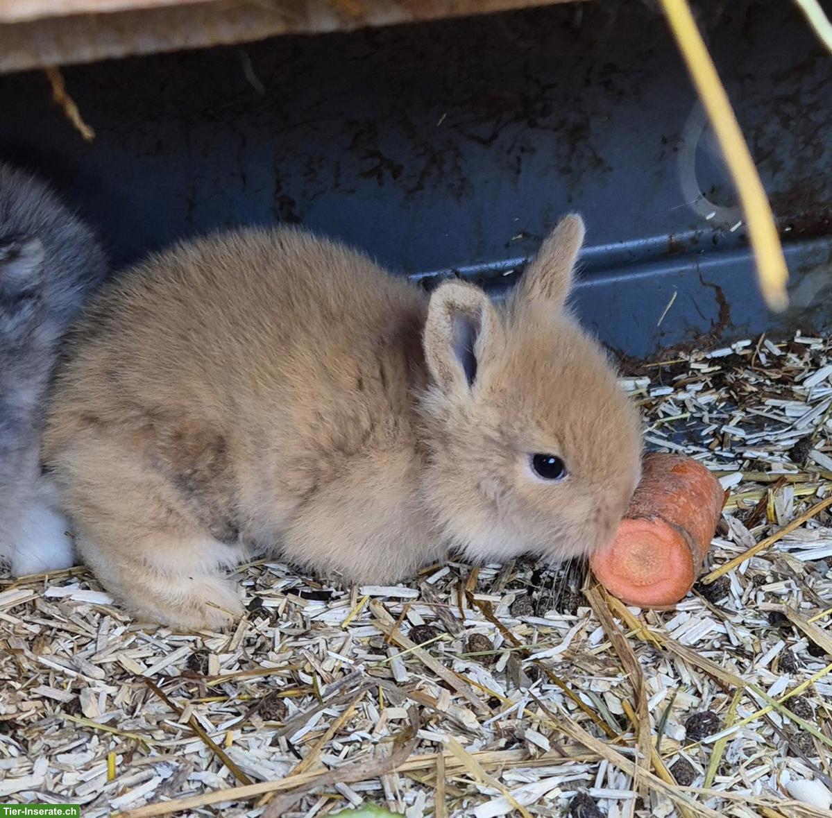 Junges Löwenkopf Zwergkaninchen, weiblich