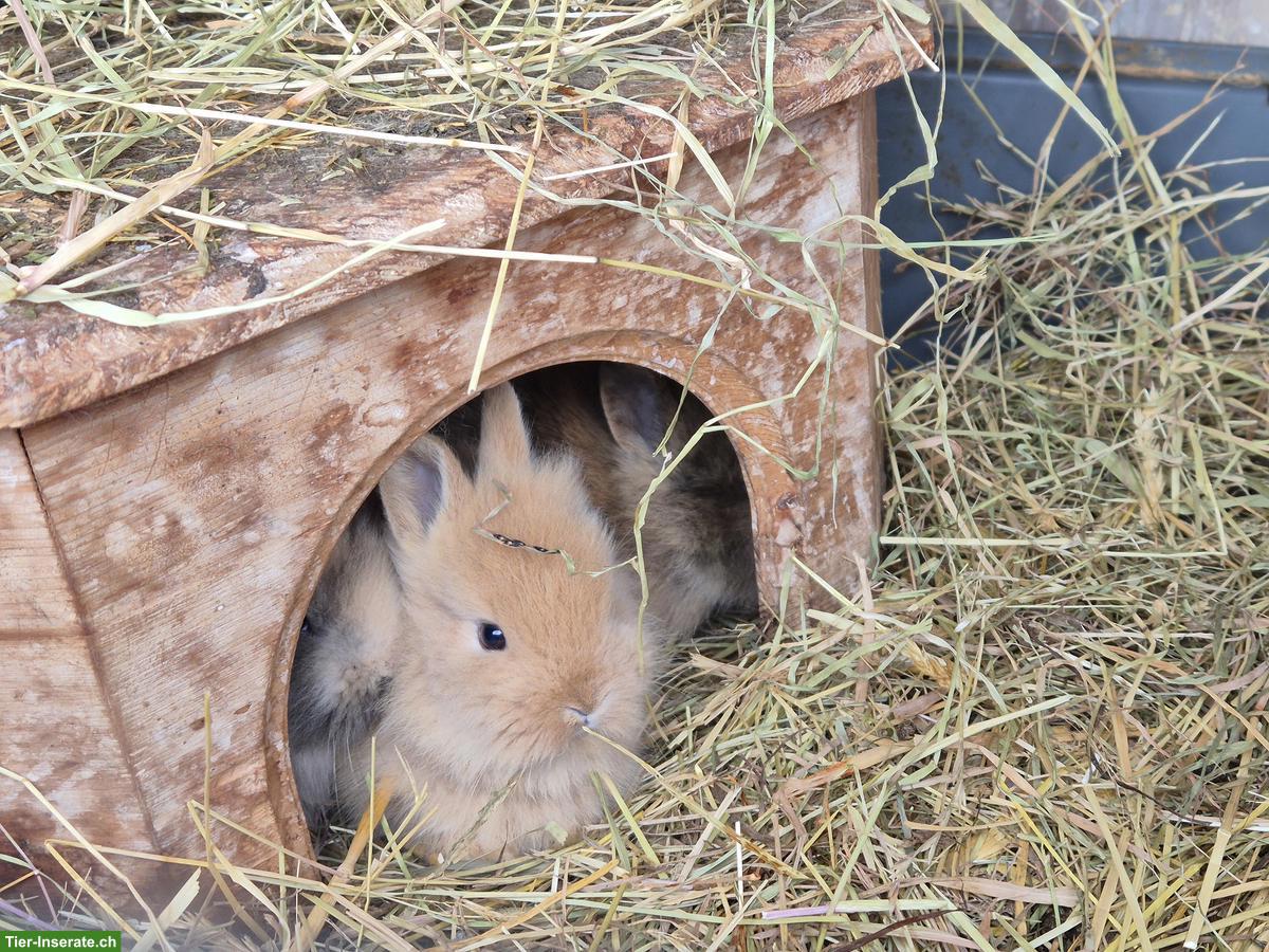 Bild 2: Junges Löwenkopf Zwergkaninchen, weiblich