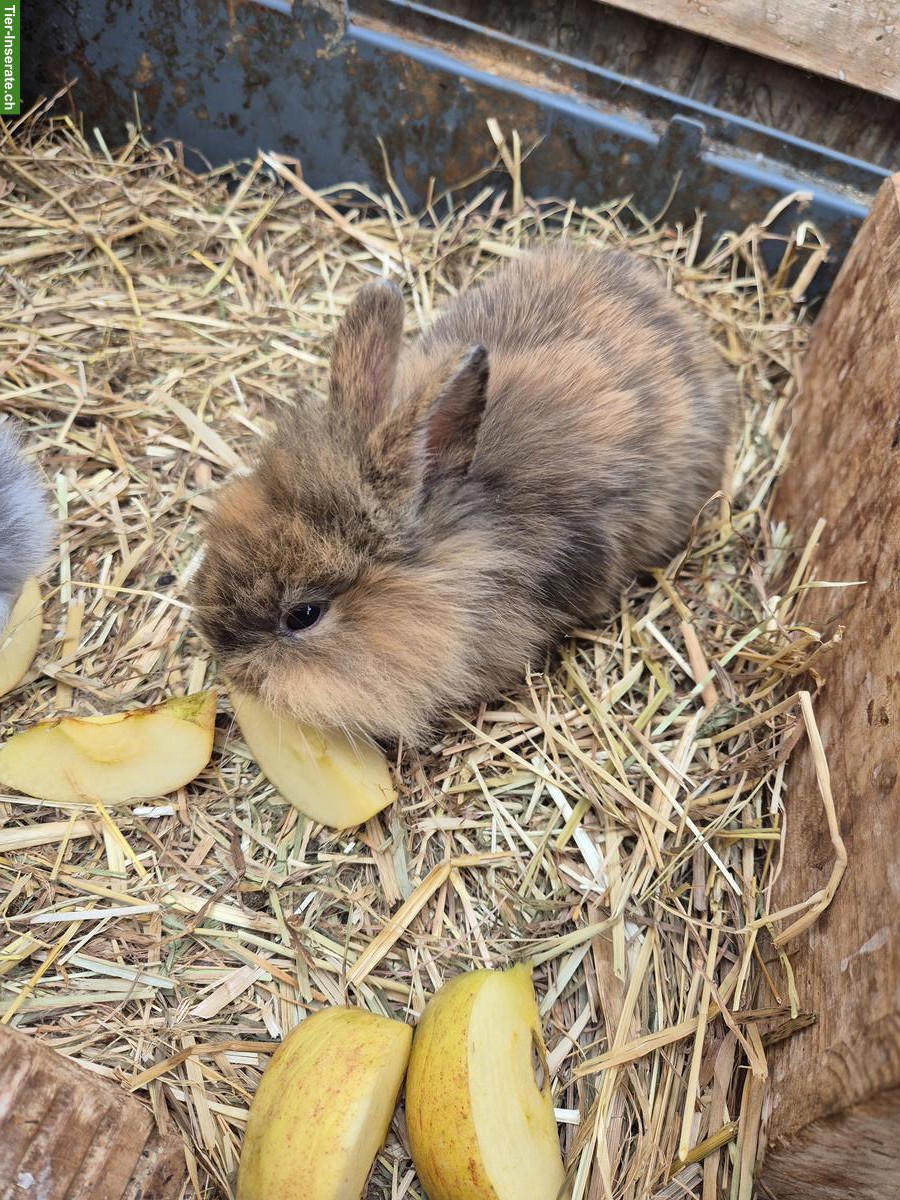 Junges Löwenkopf Zwergkaninchen, männlich