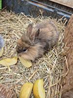 Junges Löwenkopf Zwergkaninchen, männlich