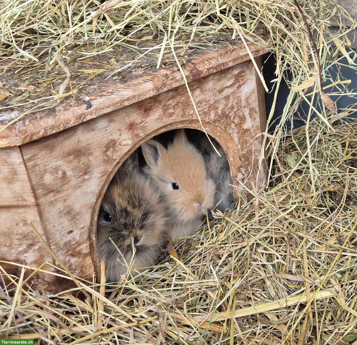 Bild 2: Junges Löwenkopf Zwergkaninchen, männlich