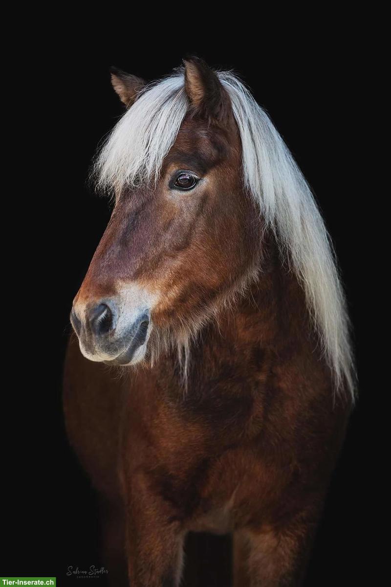 Reitbeteiligung für charmante Islandstute in Effingen
