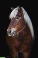 Reitbeteiligung für charmante Islandstute in Effingen