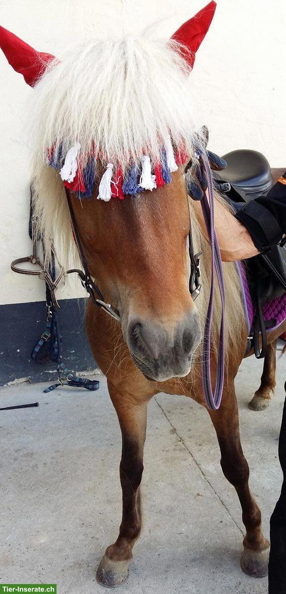 Bild 2: Reitbeteiligung für charmante Islandstute in Effingen