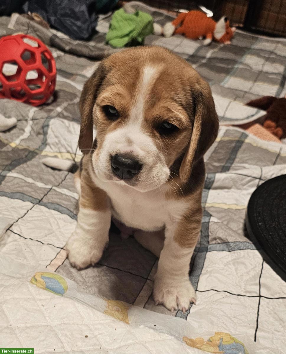 Beagle Welpen mit SKG Stammbaum