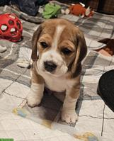 Beagle Welpen mit SKG Stammbaum