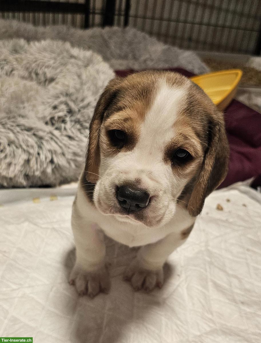 Bild 2: Beagle Welpen mit SKG Stammbaum