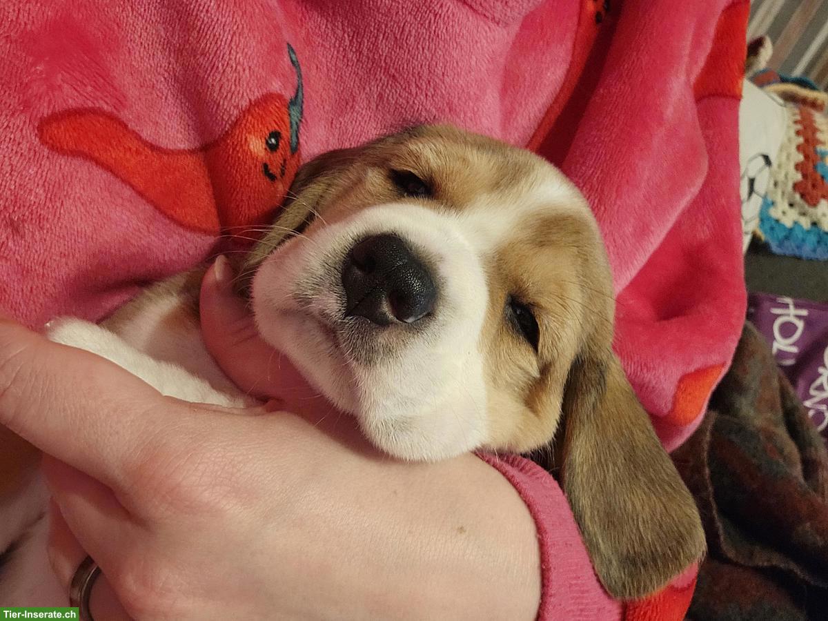 Bild 3: Beagle Welpen mit SKG Stammbaum