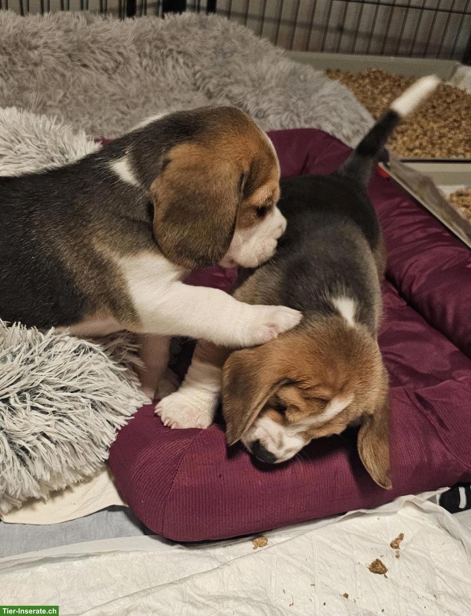 Bild 4: Beagle Welpen mit SKG Stammbaum