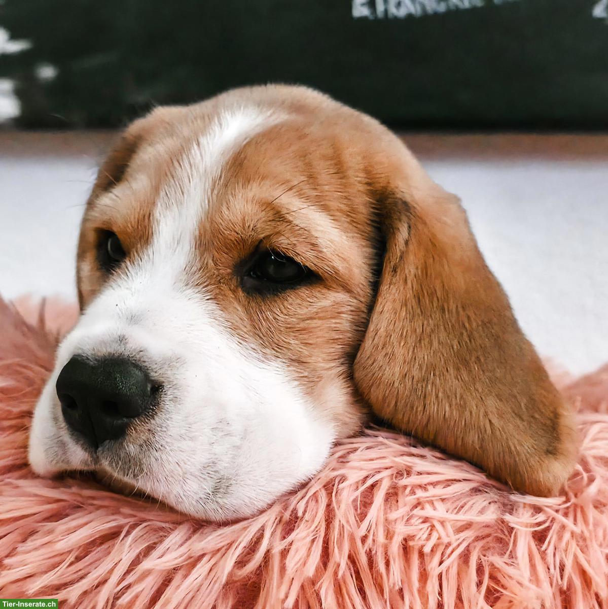 Bild 5: Beagle Welpen mit SKG Stammbaum