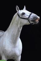 Lipizzaner Wallach 🐴 ans Futter abzugeben