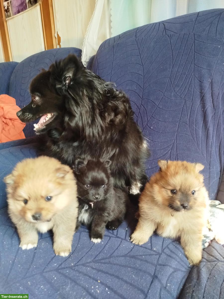 Süsse kleine Zwergspitz Welpen