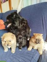 Süsse kleine Zwergspitz Welpen