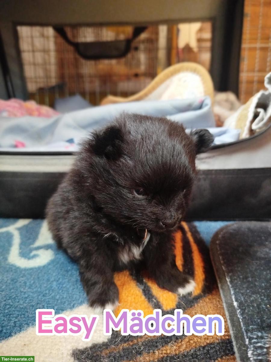 Bild 2: Süsse kleine Zwergspitz Welpen