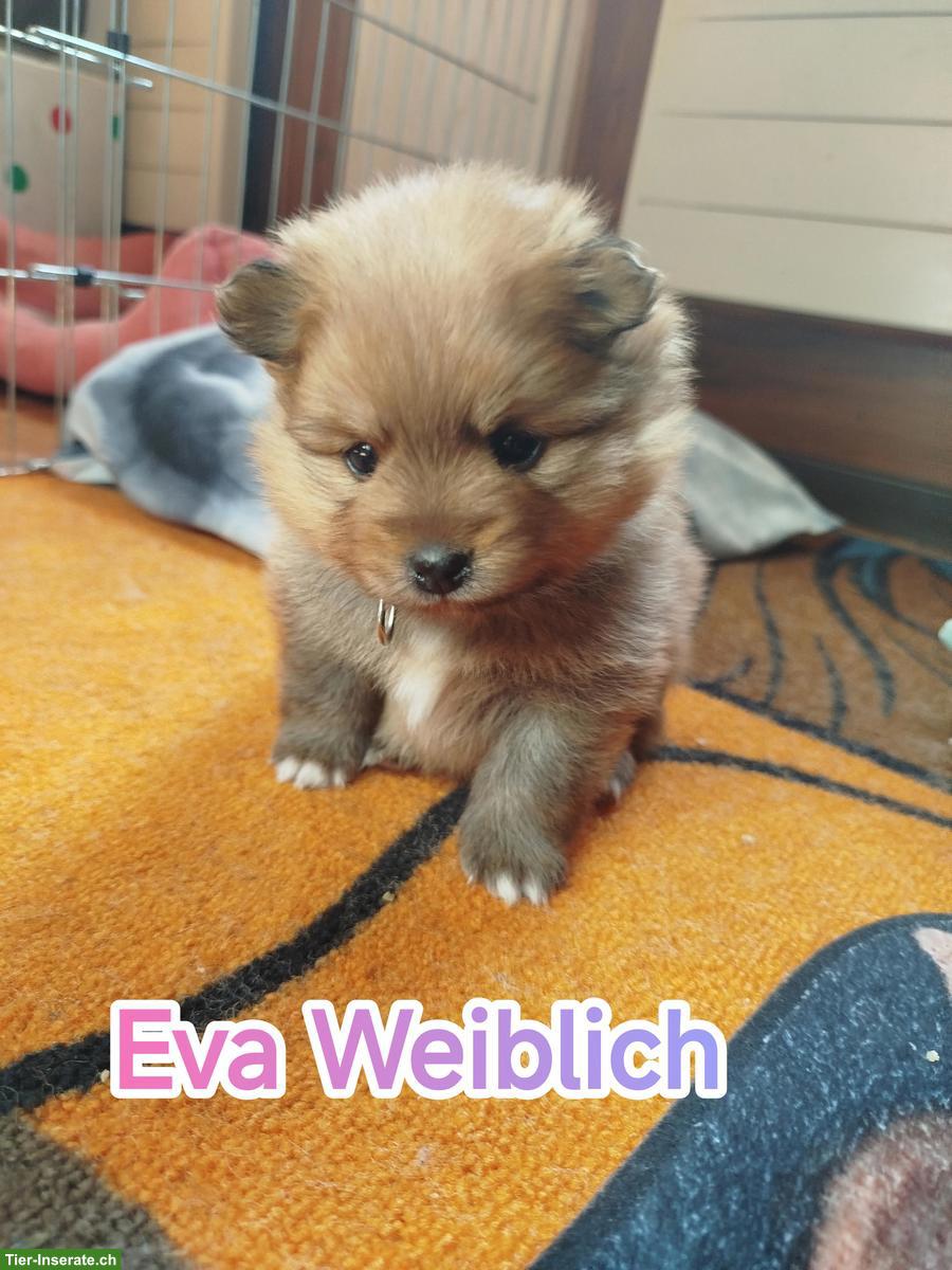 Bild 3: Süsse kleine Zwergspitz Welpen