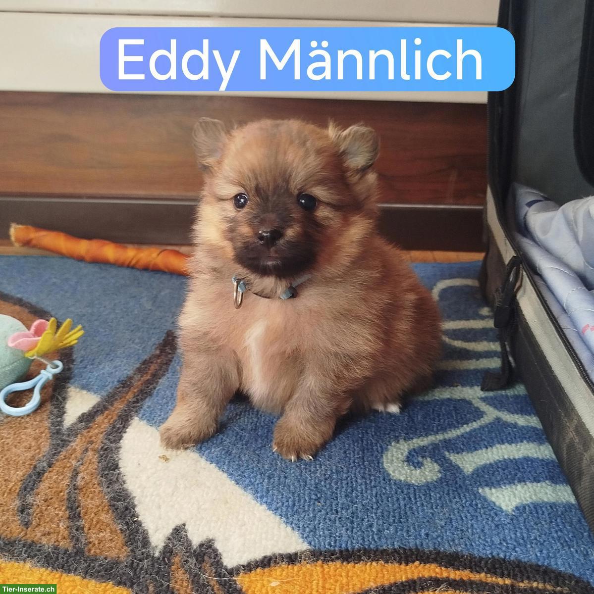 Bild 5: Süsse kleine Zwergspitz Welpen