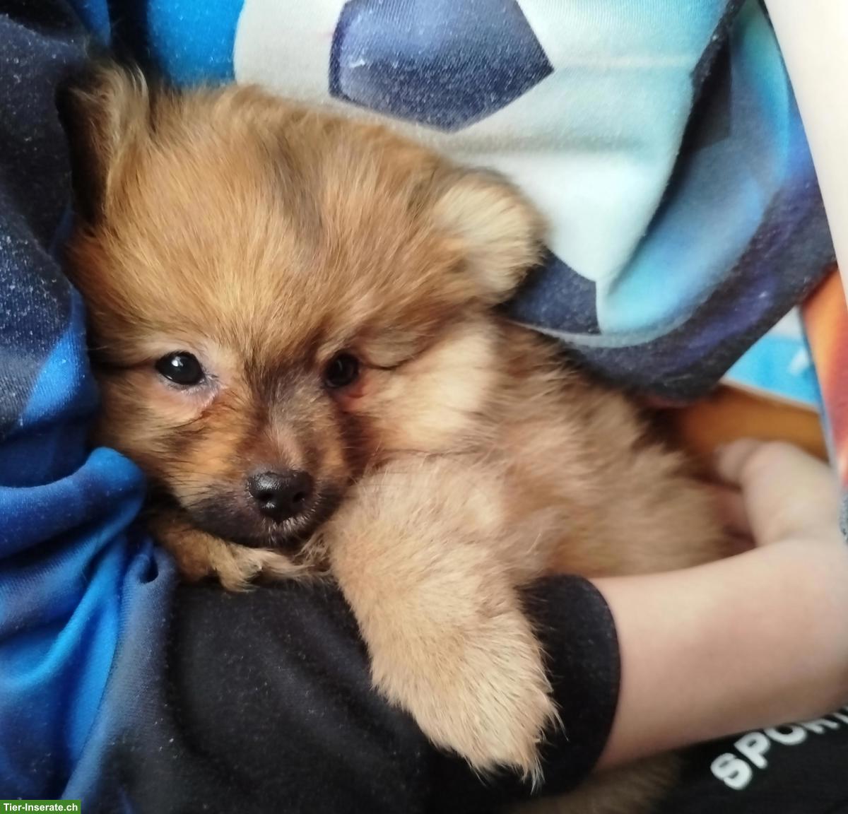 Bild 6: Süsse kleine Zwergspitz Welpen