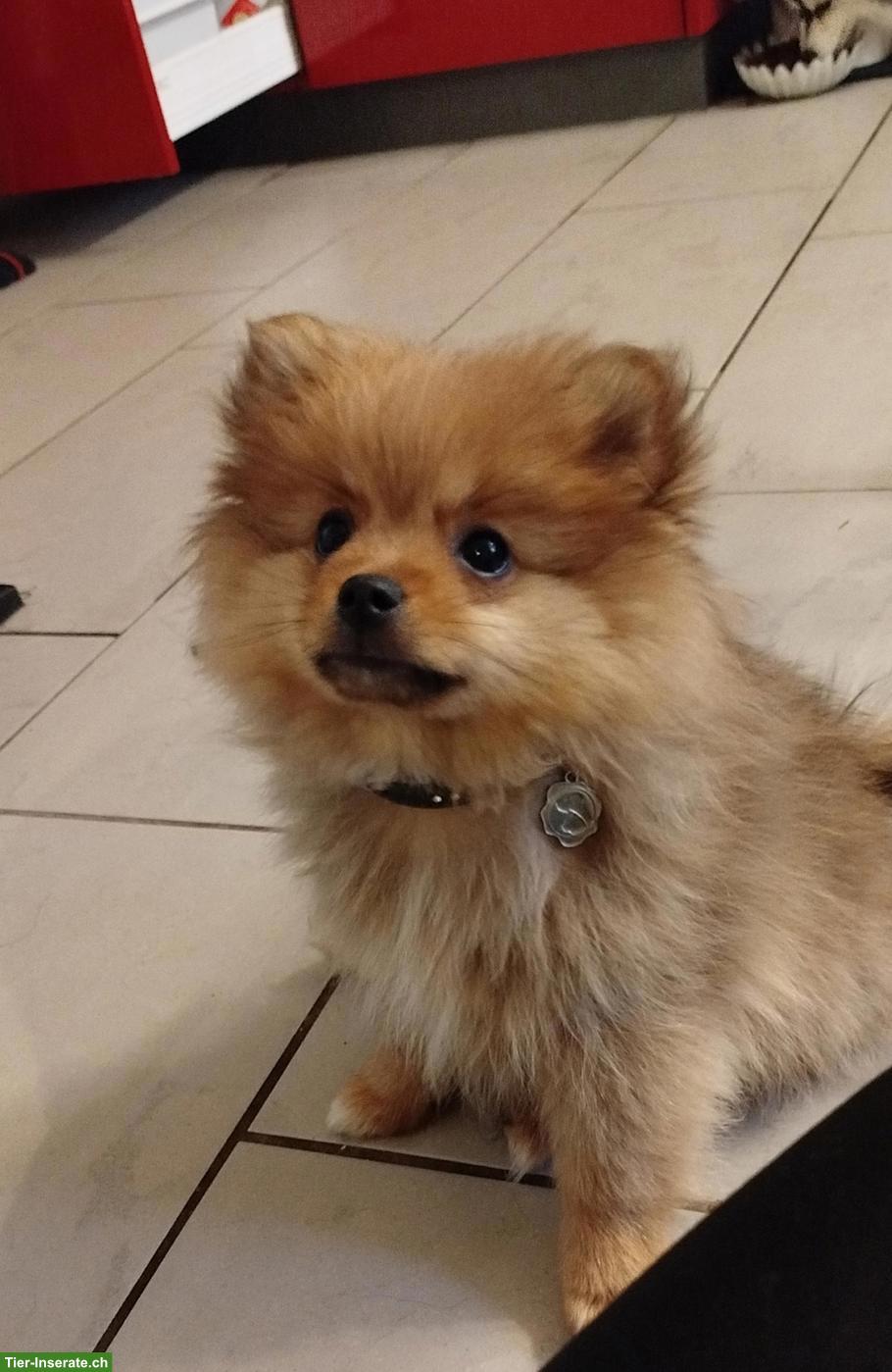 Bild 7: Süsse kleine Zwergspitz Welpen