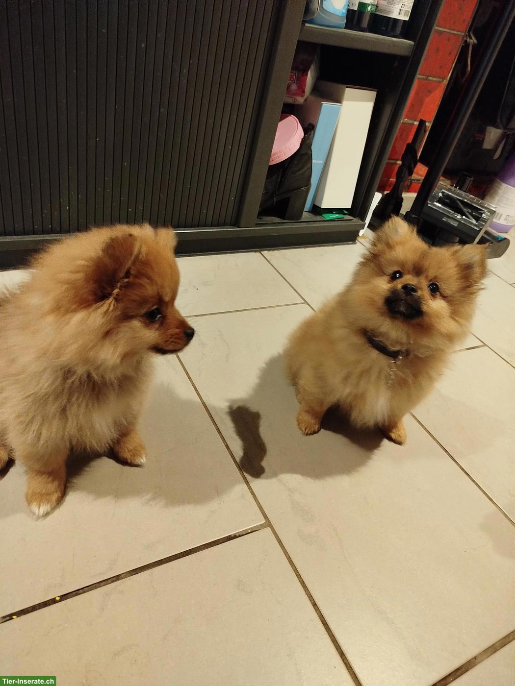 Bild 8: Süsse kleine Zwergspitz Welpen