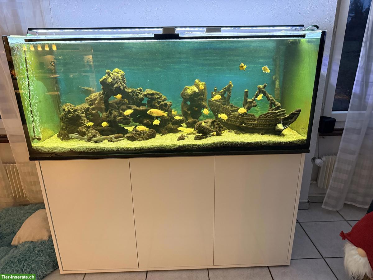 Abzugeben Malawi-Aquarium komplett