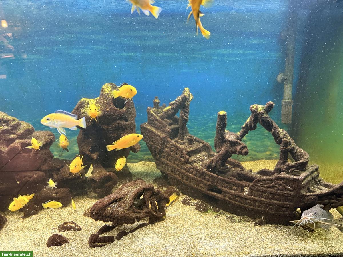 Bild 2: Abzugeben Malawi-Aquarium komplett