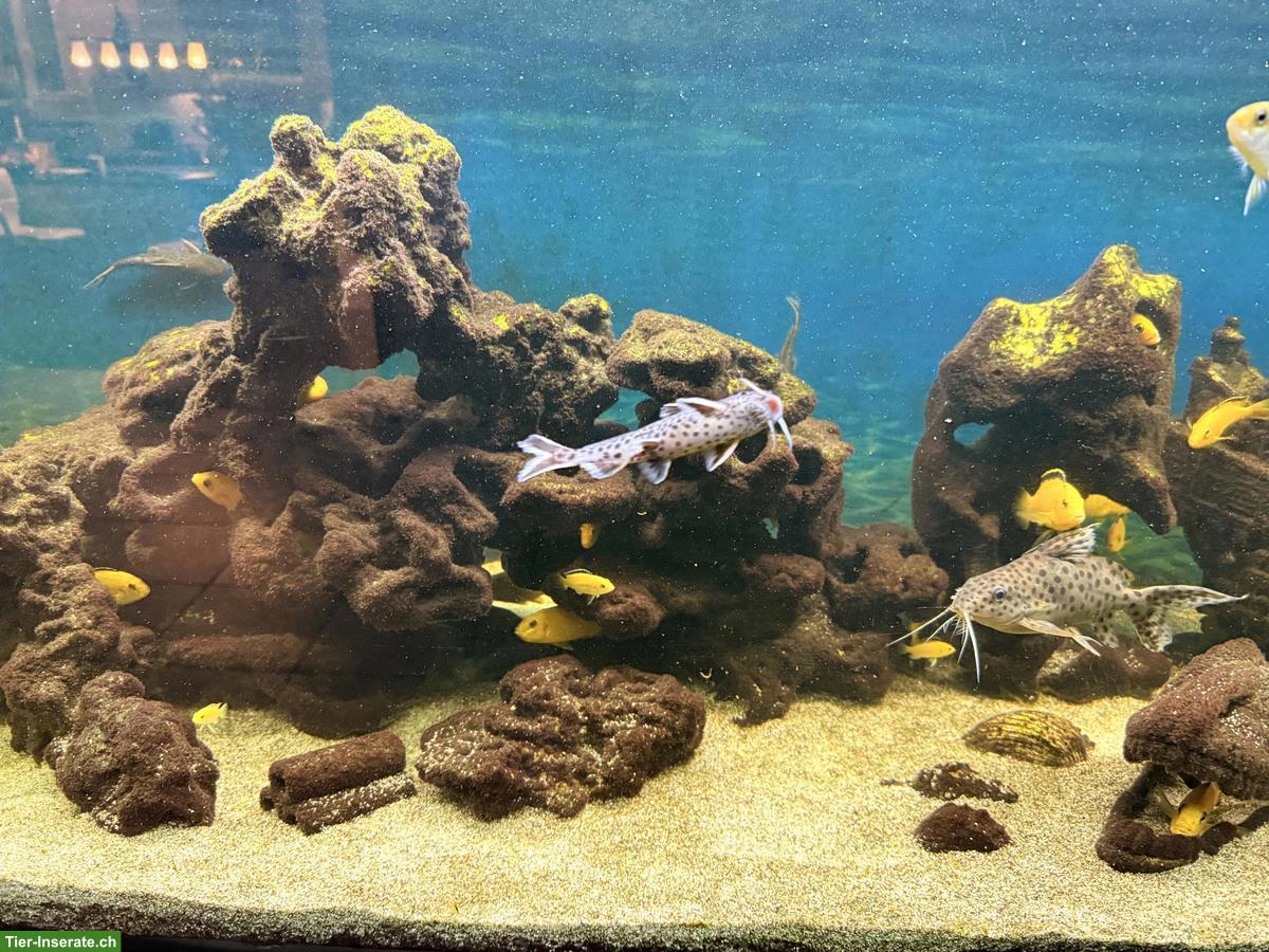 Bild 3: Abzugeben Malawi-Aquarium komplett