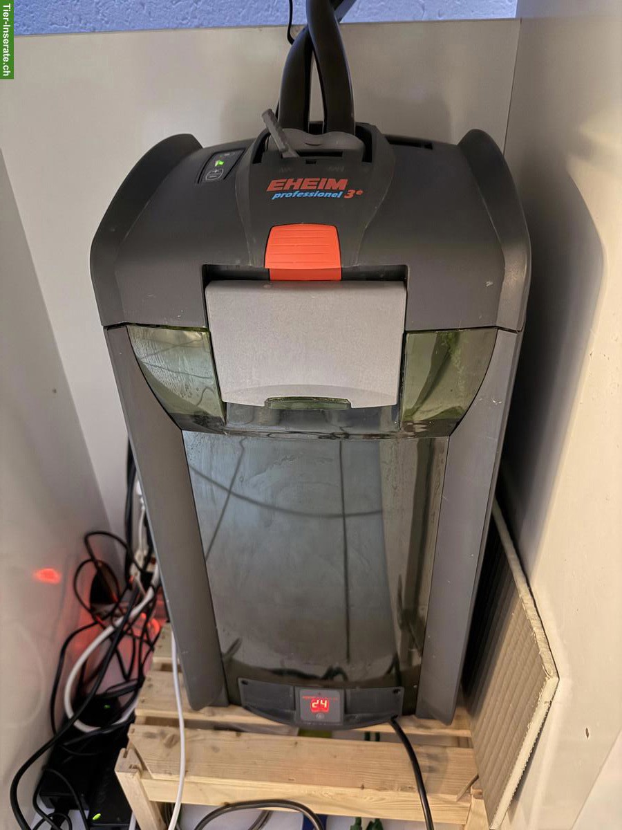 Bild 4: Abzugeben Malawi-Aquarium komplett