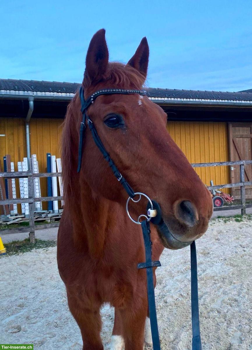 KWPN Fuchs: lieber, junggebliebener Wallach sucht Platz fürs Leben