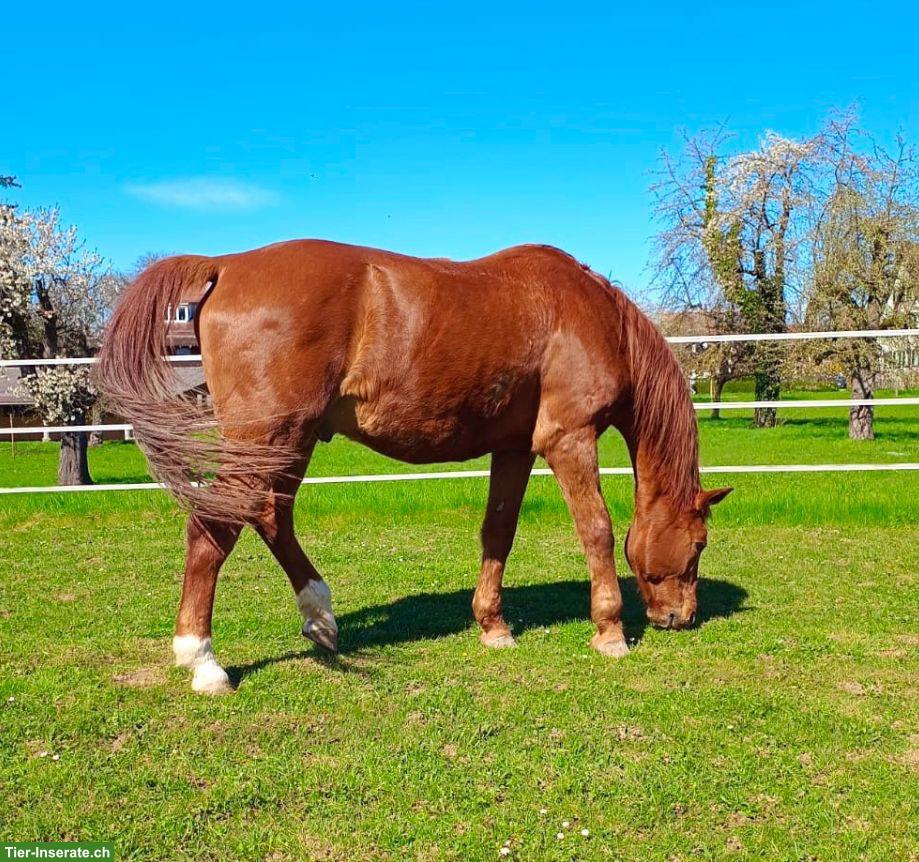 Bild 2: KWPN Fuchs: lieber, junggebliebener Wallach sucht Platz fürs Leben