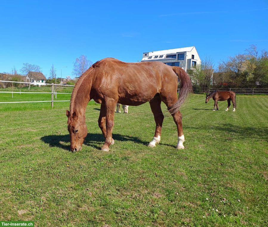 Bild 3: KWPN Fuchs: lieber, junggebliebener Wallach sucht Platz fürs Leben