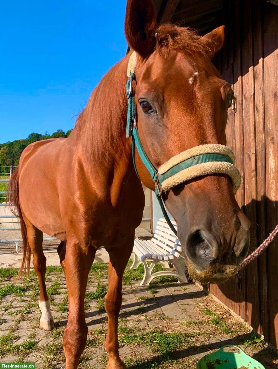 Bild 4: KWPN Fuchs: lieber, junggebliebener Wallach sucht Platz fürs Leben
