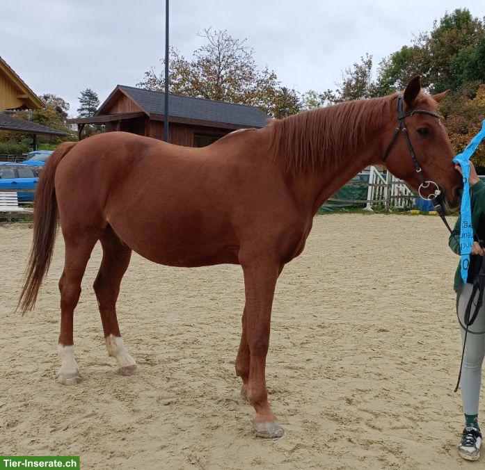 Bild 5: KWPN Fuchs: lieber, junggebliebener Wallach sucht Platz fürs Leben