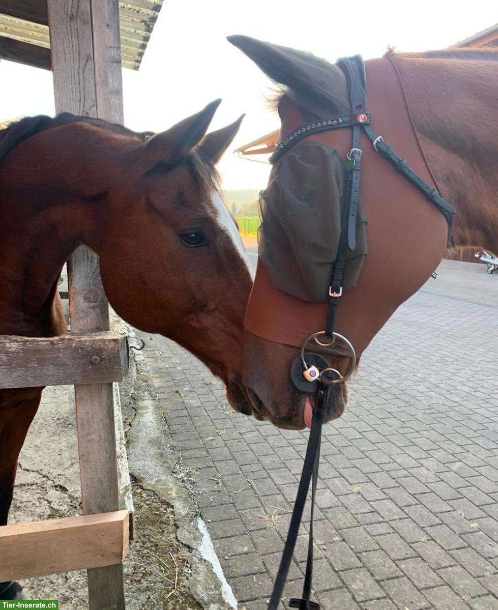 Bild 6: KWPN Fuchs: lieber, junggebliebener Wallach sucht Platz fürs Leben