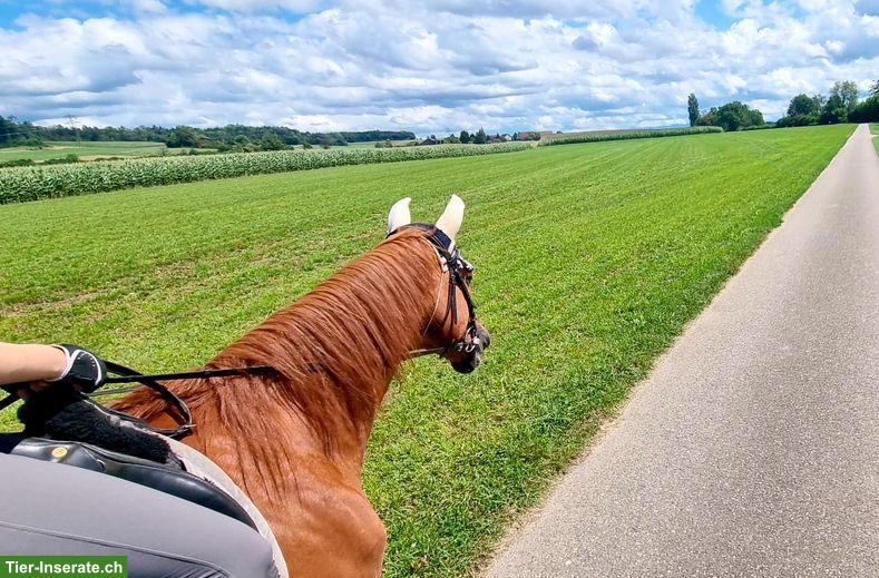 Bild 7: KWPN Fuchs: lieber, junggebliebener Wallach sucht Platz fürs Leben
