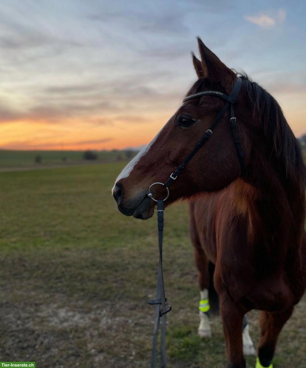 CH-Warmblut Wallach, motivierter Lehrmeister sucht neue Aufgabe