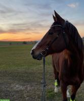 CH-Warmblut Wallach, motivierter Lehrmeister sucht neue Aufgabe