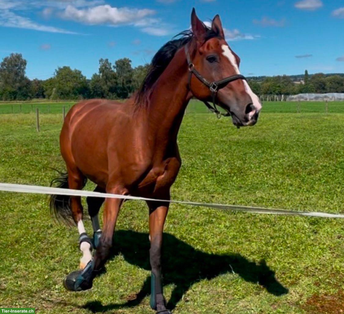 Bild 2: CH-Warmblut Wallach, motivierter Lehrmeister sucht neue Aufgabe