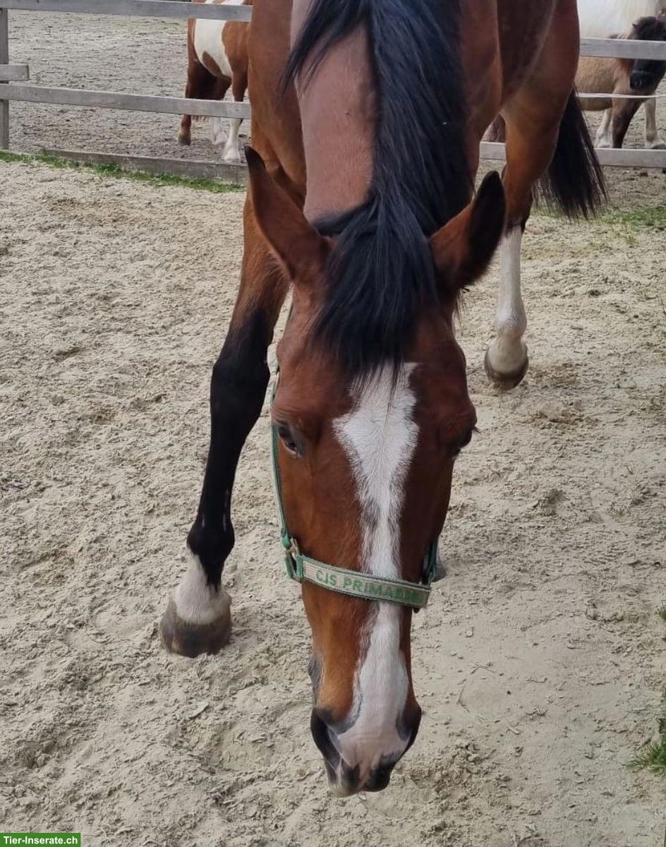 Bild 3: CH-Warmblut Wallach, motivierter Lehrmeister sucht neue Aufgabe