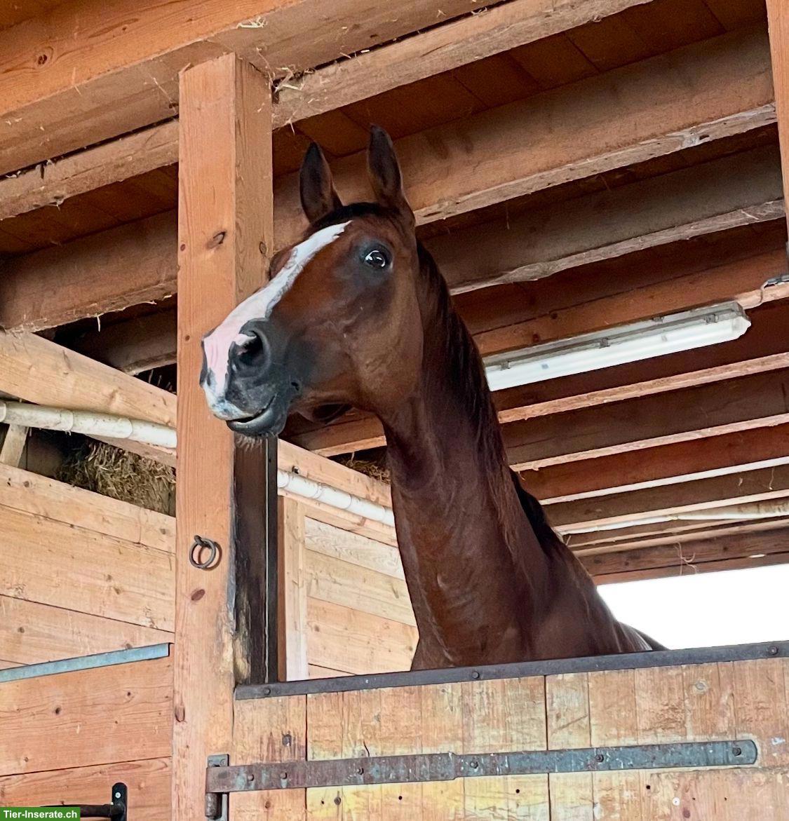 Bild 4: CH-Warmblut Wallach, motivierter Lehrmeister sucht neue Aufgabe