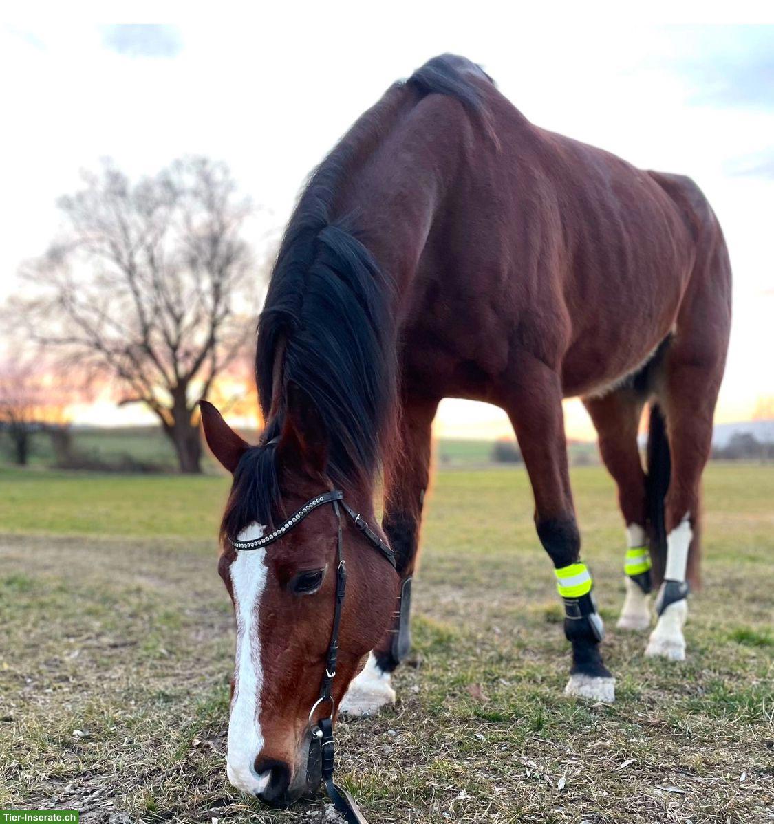Bild 5: CH-Warmblut Wallach, motivierter Lehrmeister sucht neue Aufgabe