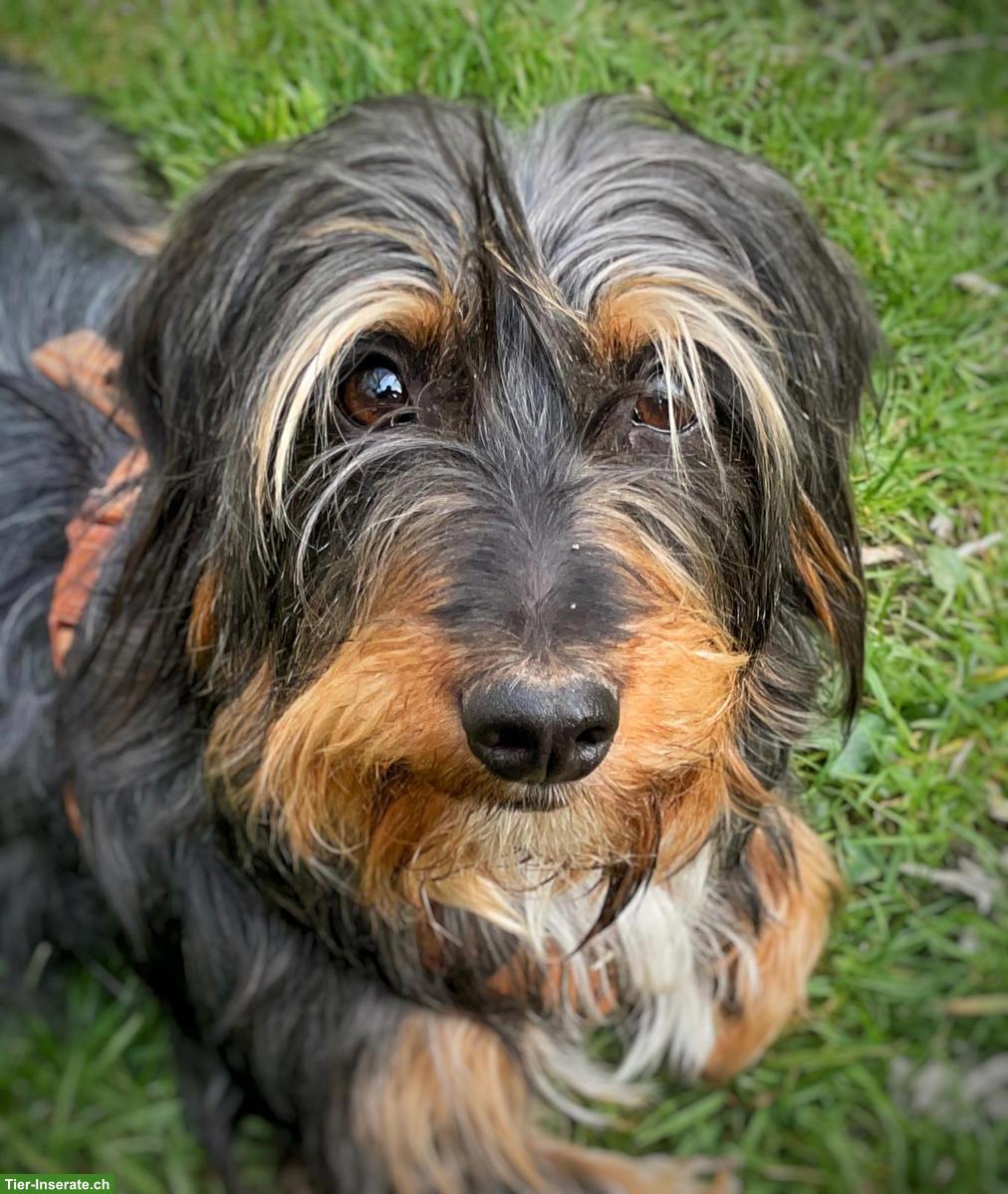 Dackelmischling Nola sucht ihr Für-immer-Zuhause