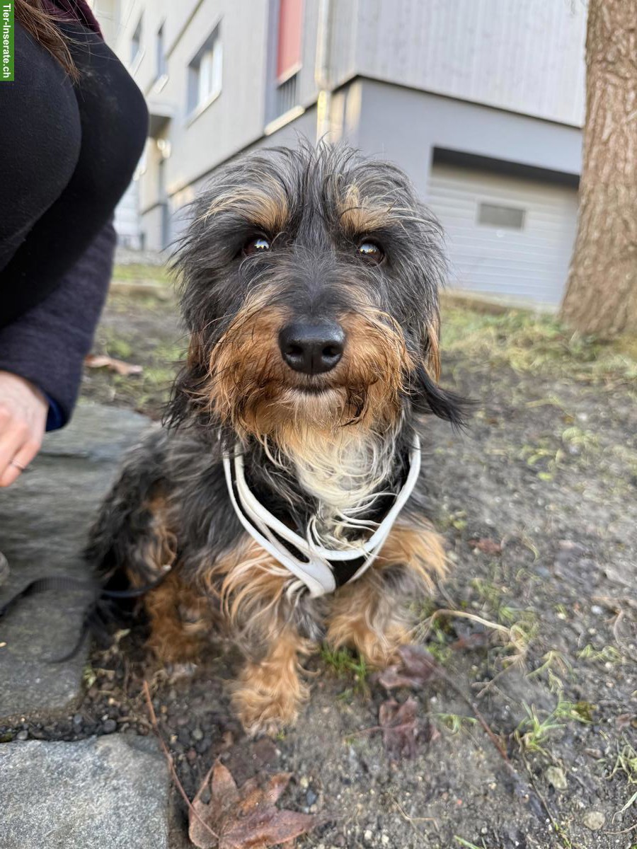 Bild 2: Dackelmischling Nola sucht ihr Für-immer-Zuhause