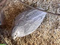 Wachtelhahn aus Naturbrut gratis abzugeben