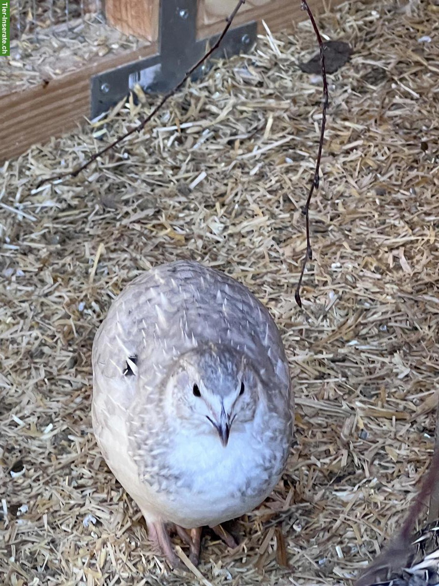Bild 2: Wachtelhahn aus Naturbrut gratis abzugeben