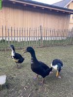 Laufenten Erpel, die natürlich beste Schneckenfalle der Welt