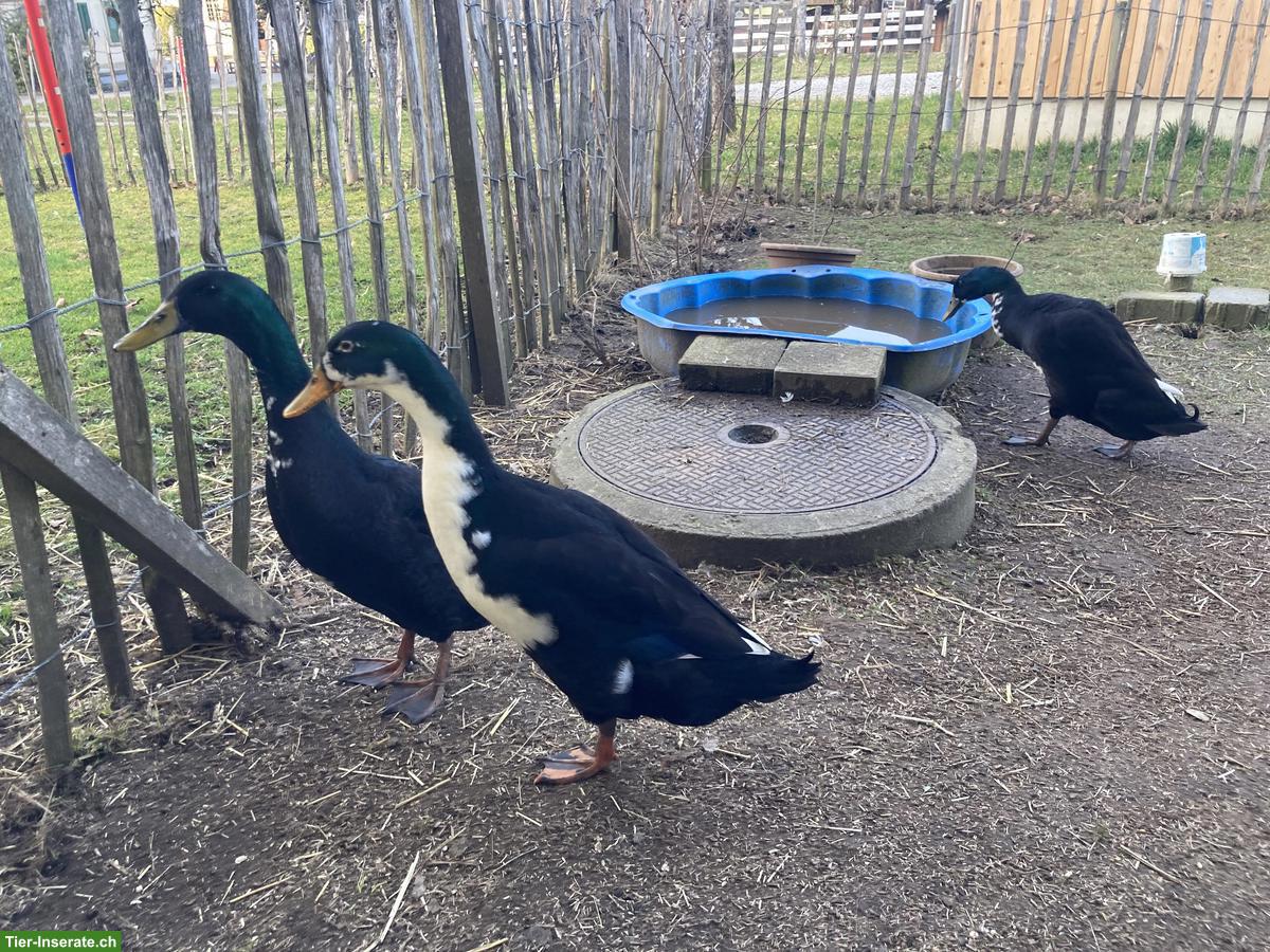 Bild 3: Laufenten Erpel, die natürlich beste Schneckenfalle der Welt