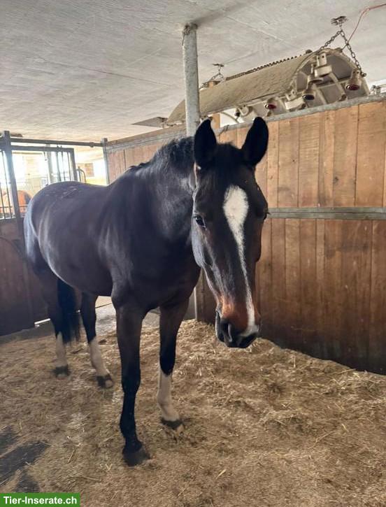 Herzenspferd / Stute sucht Beistellplatz